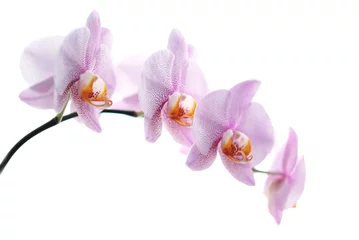 Fototapete Orchidee Rosa gefleckte Orchideen auf weißem Hintergrund