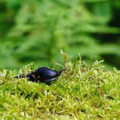 slug on green moss