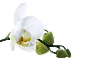 Papier Peint photo Orchidée Branch of beautiful fresh orchid isolated on white background