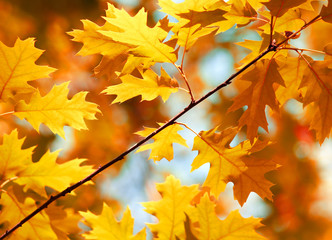 Autumn maple leaves background