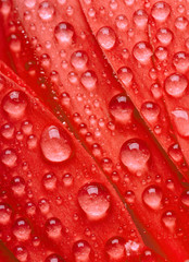 Red flower with waredrops.
