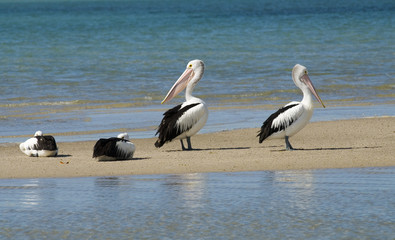 Pelicans on beach