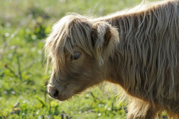 Schottisches Hochlandrind