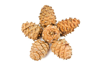Pine cones in form of star