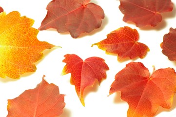 Fototapeta premium 蔦の紅葉