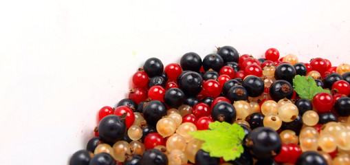 Currant with leaves isolated on white