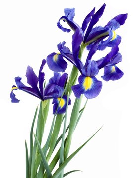 posy of lila irises
