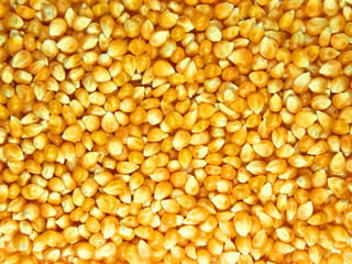 Corn seed abstract background