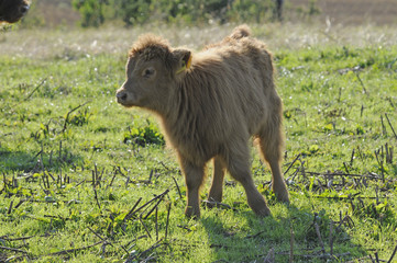 Schottisches Hochlandrind (Kalb)