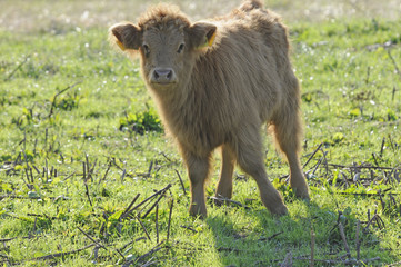 Schottisches Hochlandrind (Kalb)