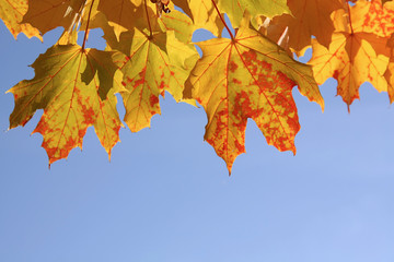 Autumn leaves with blue sky