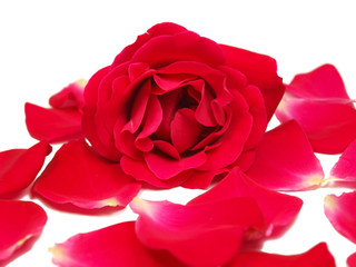 Rose bloom with petals isolated on white