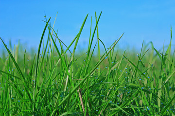 Fototapeta premium drops of dew on a green grass