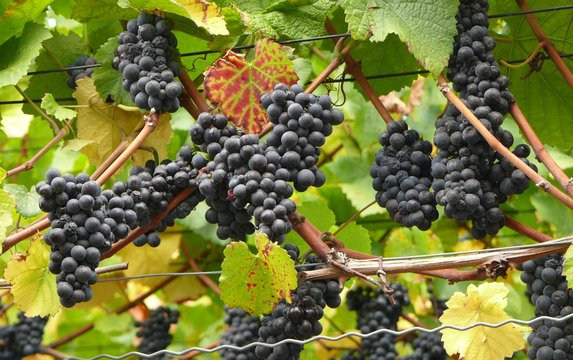 Rotwein 2