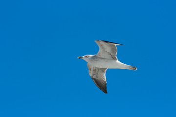 Seagull