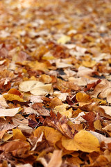 I colori dell'autunno