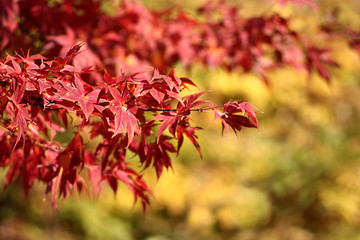 I colori dell'autunno