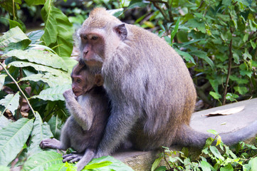 macaques