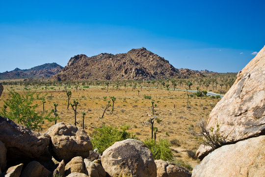 Sch&ouml;ner Cholla Kaktus Garten im Joshua Tree National Park