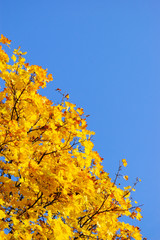 Fototapeta premium Maple tree leafs in warm autumn colors