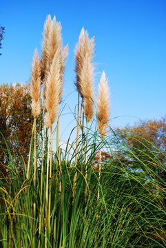 Piume vegetali
