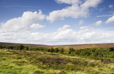 Moorland Vista