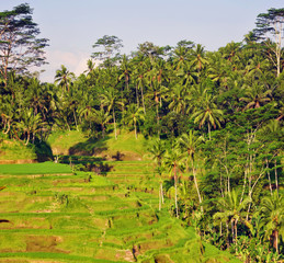 Fototapeta na wymiar rizière - Bali