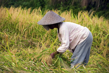 récolte du riz