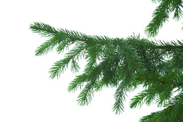 fir-tree, spruce isolated