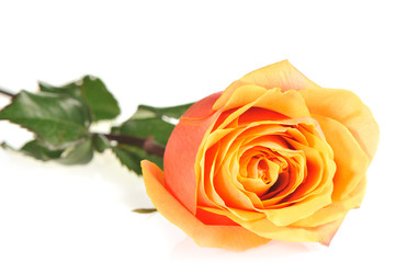 Fototapeta premium Rose isolated on a white background