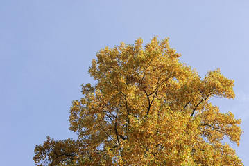 Fototapeta premium herbstbaum 3