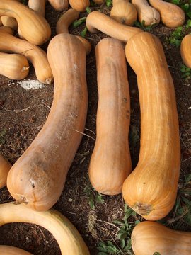 courge