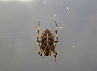 spider on web