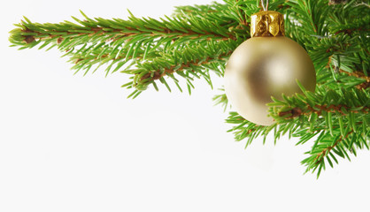 White ball on the branch