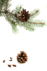pine and fir