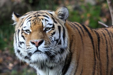 Fototapeta na wymiar Amur tygrysy