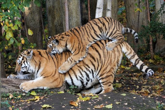 Amurtiger