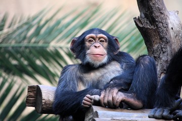 Naklejka premium szympans