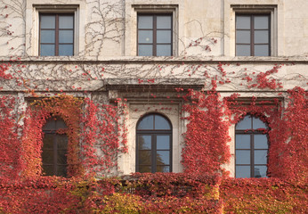 Climbing Vines of Ivy