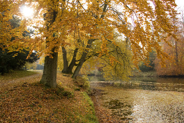 Fototapeta premium Herbstbäume