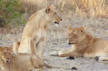 Lions at rest