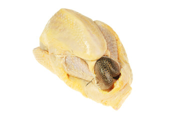 Guinea fowl
