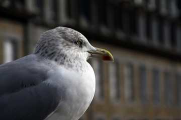 gros plan profil mouette