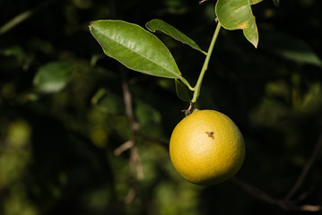 tropical fly on the peel of the orange citrus