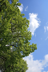 Fototapeta premium Baum und Wolken