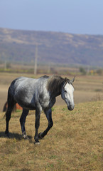 Obraz premium Horse