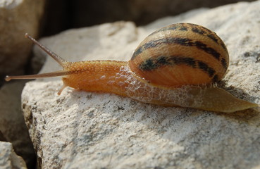 Chi va piano va lento e va lontano