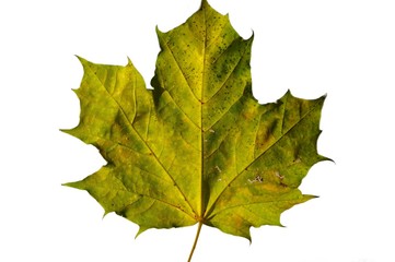 blatt, herbst, laub, ahorn