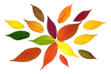 colorful autumn leaves
