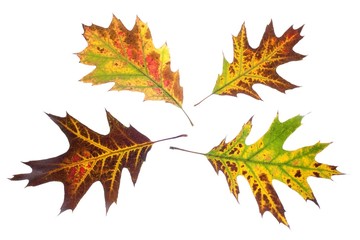 autumn oak leaves isolated on white background